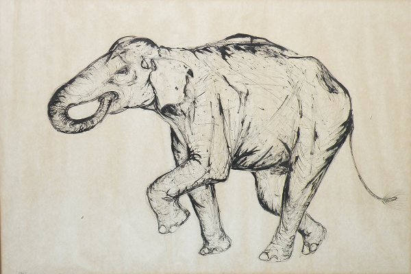 Elephant